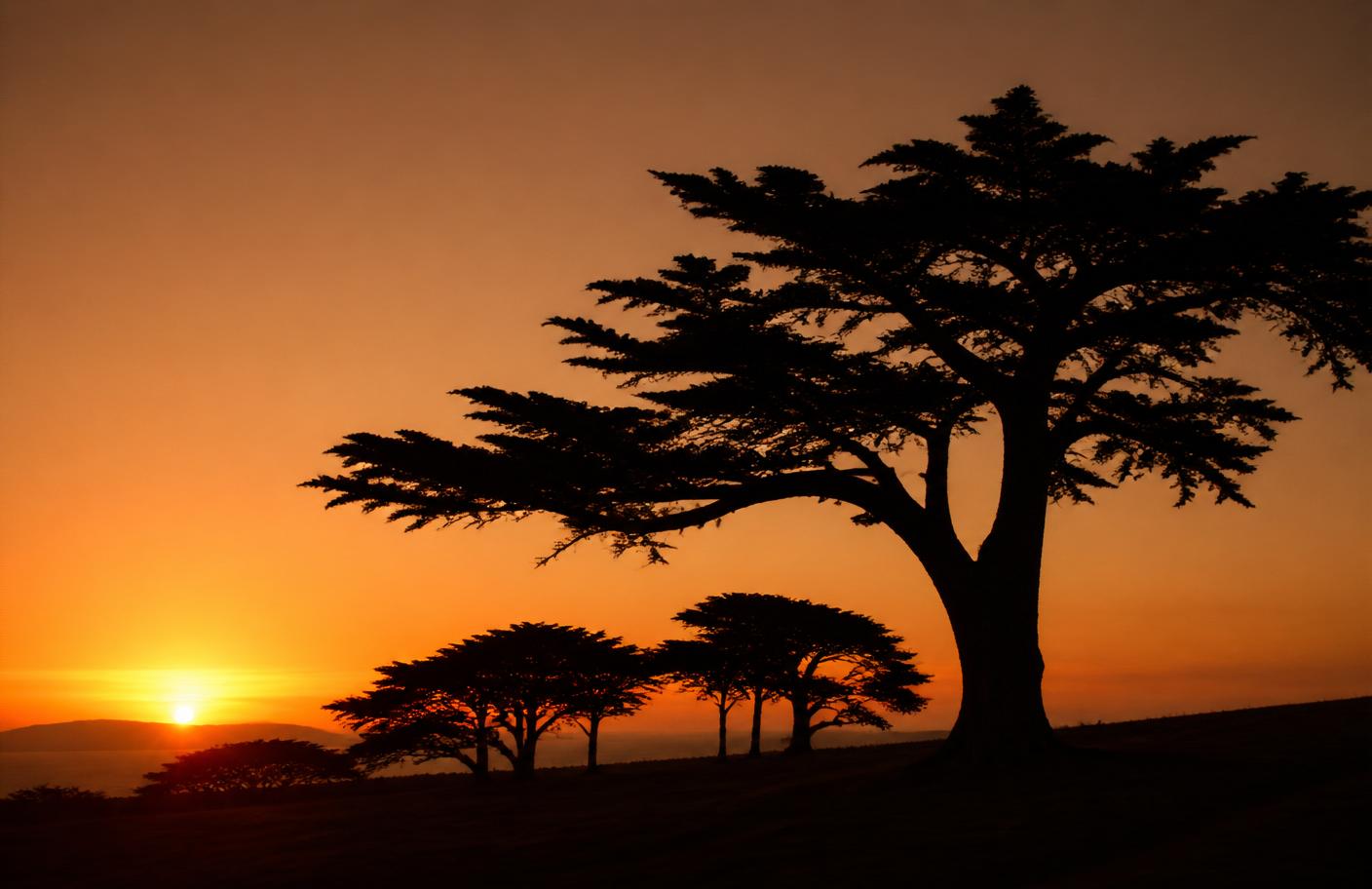 Cypress trees at sunset in the Presidio